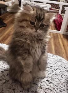 RubyRed - Persian Kitten For Sale - Cayce&comma; SC&comma; US