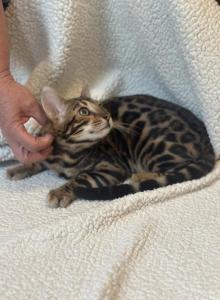 Bengal kitty - Bengal Kitten For Sale - Westfield&comma; MA&comma; US