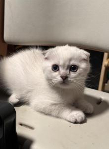 Scottish Fold male kitten - Scottish Fold Kitten For Sale - Sterling&comma; VA&comma; US