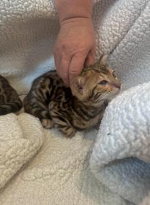Bengal kittens - Bengal Kitten For Adoption - Westfield&comma; MA&comma; US