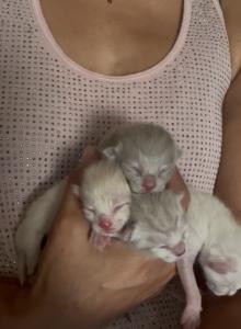 4th of July litter Siamese - Domestic Kitten For Sale - Leominster, MA, US 4th of July litter Siamese - Domestic Kitten For Sale - Leominster, MA, US