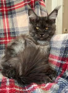 Girl V67 - Maine Coon Kitten For Sale - Millingport&comma; NC&comma; US
