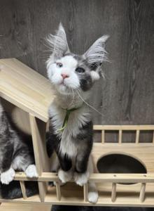 Bentley - Maine Coon Kitten For Sale - Rogersville, MO, US Bentley - Maine Coon Kitten For Sale - Rogersville, MO, US