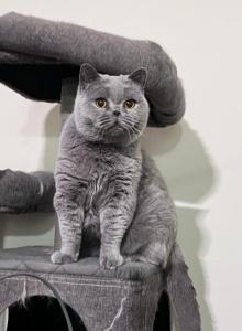 Helga - British Shorthair Cat For Adoption - NY, US Helga - British Shorthair Cat For Adoption - NY, US