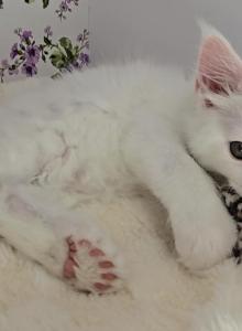 Knuckles - Maine Coon Kitten For Sale - Wilmington, OH, US Knuckles - Maine Coon Kitten For Sale - Wilmington, OH, US