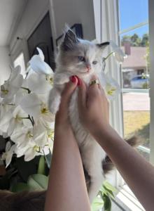 Pumpkin - Ragdoll Kitten For Sale - Sacramento, CA, US Pumpkin - Ragdoll Kitten For Sale - Sacramento, CA, US