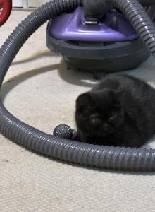 Lilly - Scottish Straight Kitten For Sale - E Palestine, OH, US Lilly - Scottish Straight Kitten For Sale - E Palestine, OH, US
