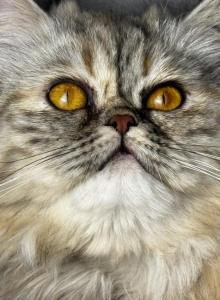 SP06 Pearl Blue Golden Tortie Silver Smoke - Persian Kitten For Sale - Lacey, WA, US SP06 Pearl Blue Golden Tortie Silver Smoke - Persian Kitten For Sale - Lacey, WA, US