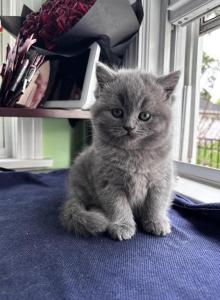 Girl - Scottish Straight Kitten For Sale - Des Plaines, IL, US Girl - Scottish Straight Kitten For Sale - Des Plaines, IL, US