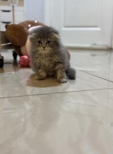 Milo - Scottish Fold Kitten For Sale - Miami, FL, US Milo - Scottish Fold Kitten For Sale - Miami, FL, US