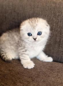 Bella - Scottish Fold Kitten For Sale - CA, US Bella - Scottish Fold Kitten For Sale - CA, US