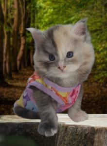 Blossom blue eyed tortoiseshell - Maine Coon Kitten For Sale - Providence, RI, US Blossom blue eyed tortoiseshell - Maine Coon Kitten For Sale - Providence, RI, US
