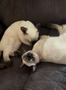 LUNA - Siamese Kitten For Sale - Morristown&comma; NJ&comma; US