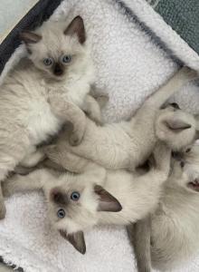 Xena - Siamese Kitten For Adoption - Manhattan&comma; KS&comma; US