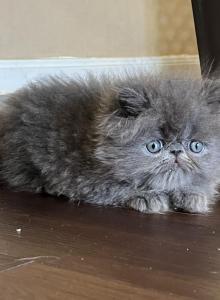 Hugo Harper Hulk - Persian Kitten For Sale - Houston&comma; TX&comma; US
