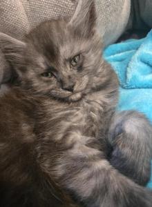 Main Coon Kittens with Breeding Rights - Maine Coon Kitten For Sale - Bellevue&comma; TN&comma; US