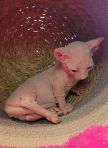 Strangesphynxandelfs - Sphynx Kitten For Sale - IL&comma; US
