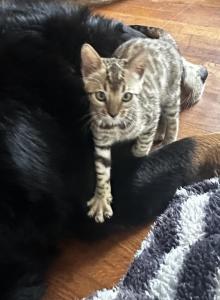 Poppy - Bengal Kitten For Sale - Macon&comma; MO&comma; US
