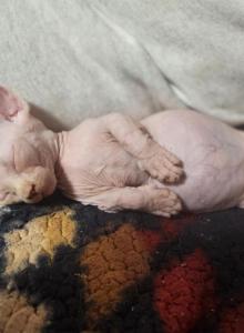 Luna - Bambino Kitten For Sale - Vineland&comma; NJ&comma; US