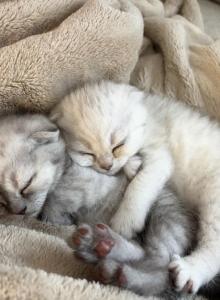 Scottish Fold and Straight - Scottish Fold Kitten For Sale - North Port&comma; FL&comma; US