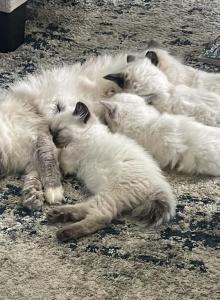 Litter of kittens - Ragdoll Kitten For Sale - Saint Paul&comma; MN&comma; US