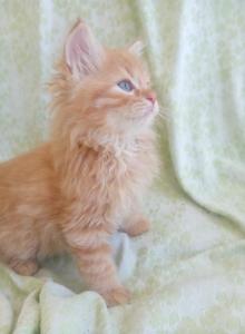 Titus - Siberian Kitten For Sale - Woodburn&comma; OR&comma; US