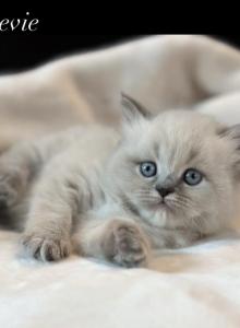 Stevie Blue Point Lynx Litter G - Himalayan Kitten For Sale - Tampa&comma; FL&comma; US