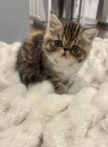 Honey - Exotic Kitten For Sale - Arlington Heights&comma; IL&comma; US