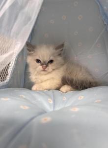 Daisy - Ragdoll Kitten For Sale - Auburn&comma; WA&comma; US