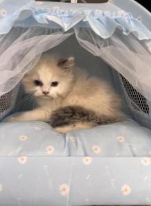 Vanilla - Ragdoll Kitten For Sale - Auburn&comma; WA&comma; US