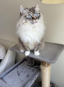 Orian - Ragdoll Cat For Adoption - Teaneck&comma; NJ&comma; US
