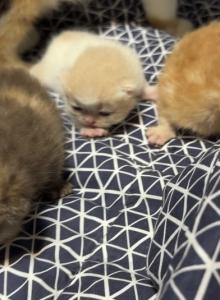 Exotic litter kittens - Exotic Kitten For Sale - Palm Coast&comma; FL&comma; US