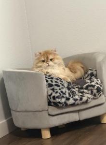 Toulouse - British Shorthair Kitten For Adoption - Marshalltown&comma; IA&comma; US