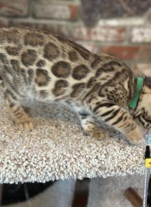 Green Baron - Bengal Kitten For Adoption - Santa Clarita&comma; CA&comma; US