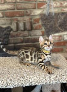 Yellow Duchess - Bengal Kitten For Adoption - Santa Clarita&comma; CA&comma; US