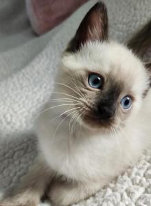 Sealpoint Female - Siamese Kitten For Sale - Willington&comma; CT&comma; US