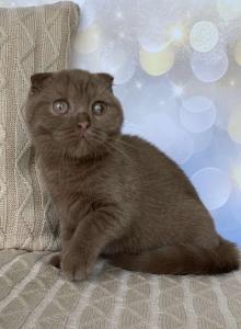 Mimi - Scottish Fold Kitten For Sale - Miami&comma; FL&comma; US