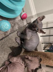 Canadian bambinoo sphinx - Sphynx Kitten For Sale - Phila&comma; PA&comma; US