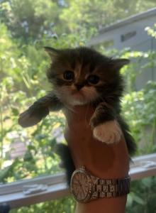 Ying and Yang - Persian Kitten For Sale - GA&comma; US