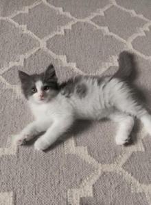 Teddy - Ragdoll Kitten For Sale - Brogueville&comma; PA&comma; US