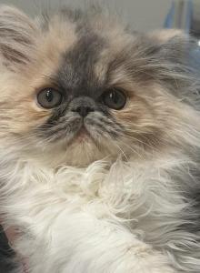 Tatiana - Persian Kitten For Sale - Oklahoma City&comma; OK&comma; US