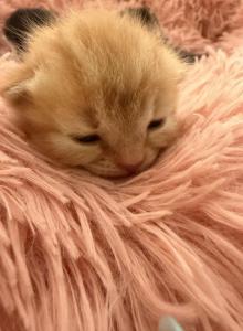 Zeus - Persian Kitten For Sale - Center Groton, CT, US Zeus - Persian Kitten For Sale - Center Groton, CT, US