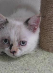 Whimsy - Himalayan Kitten For Sale - Bowie&comma; MD&comma; US