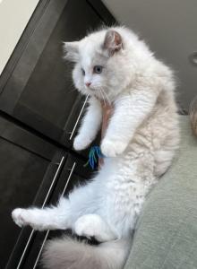 Gaston - Ragdoll Kitten For Sale - San Diego&comma; CA&comma; US
