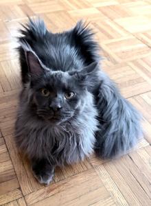 Everly Everythingcoon - Maine Coon Kitten For Sale - Glenview&comma; IL&comma; US