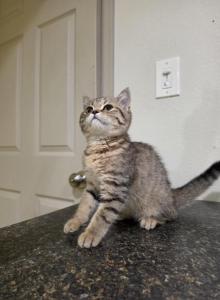Honey - Scottish Straight Kitten For Sale - Commerce City&comma; CO&comma; US