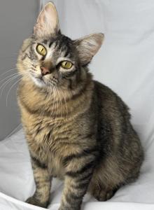 Shiner - Ragdoll Kitten For Sale - New Braunfels&comma; TX&comma; US