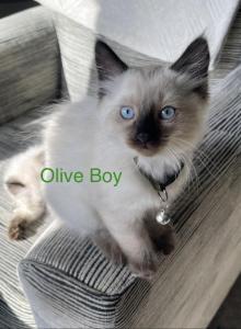 Olive - Ragdoll Kitten For Sale - Saint Paul&comma; MN&comma; US