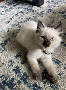 White - Ragdoll Kitten For Sale - Saint Paul&comma; MN&comma; US