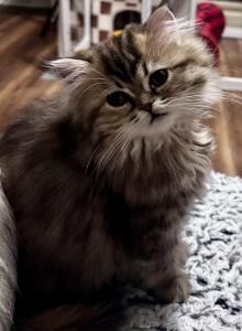RubyRed - Persian Kitten For Sale - Cayce&comma; SC&comma; US